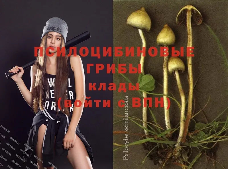 hydra как зайти  Куйбышев  Галлюциногенные грибы Psilocybe 