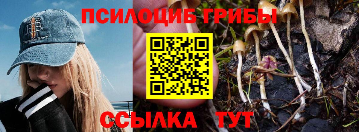 Псилоцибиновые грибы Cubensis  Куйбышев  Галлюциногенные грибы Psilocybe 