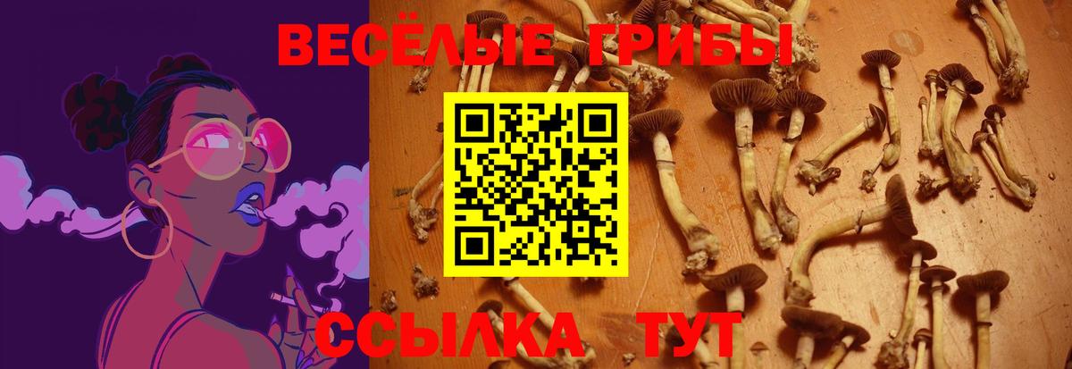Галлюциногенные грибы Psilocybine cubensis Куйбышев